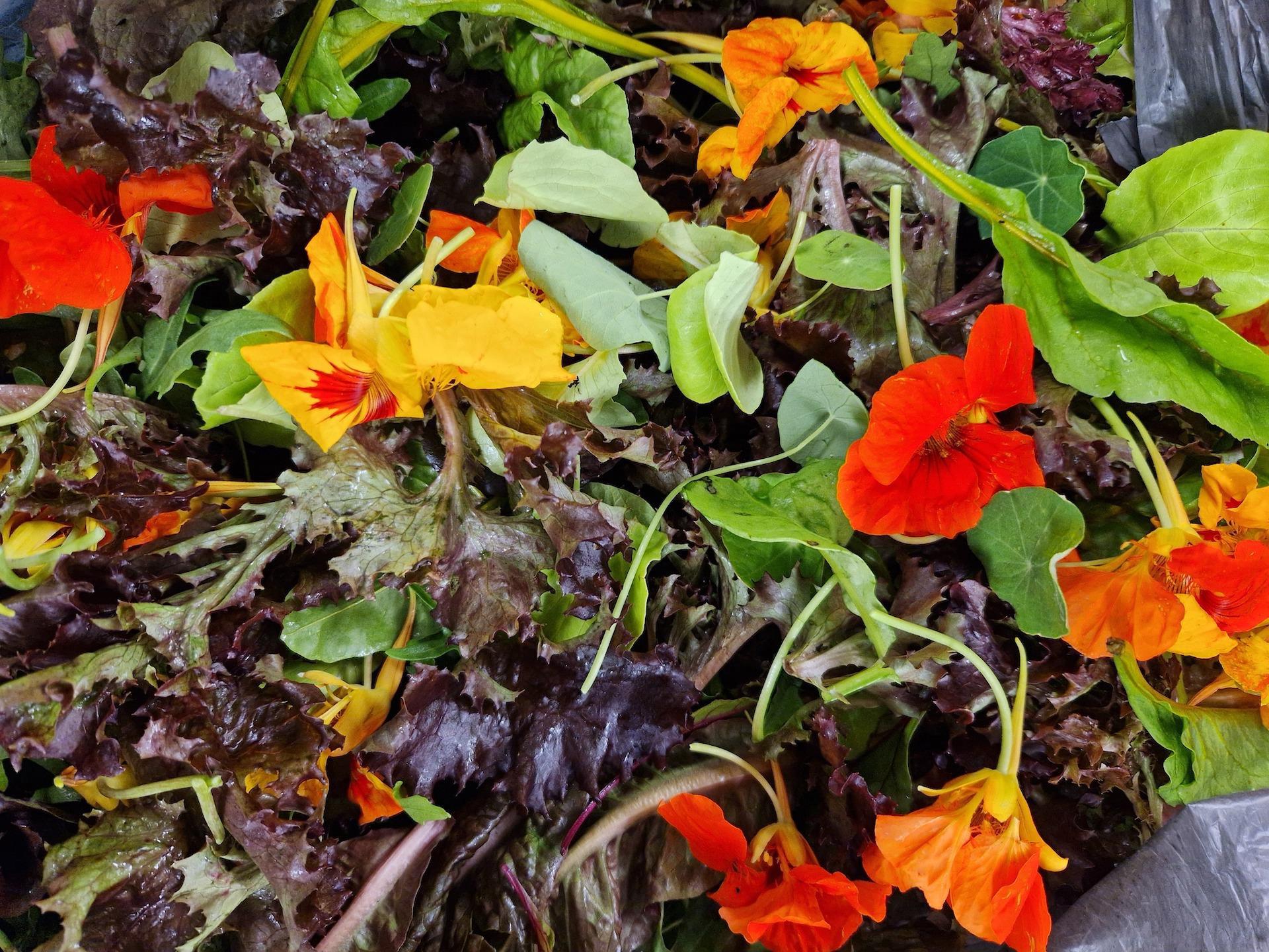 Pennine Cropshare - Pennines