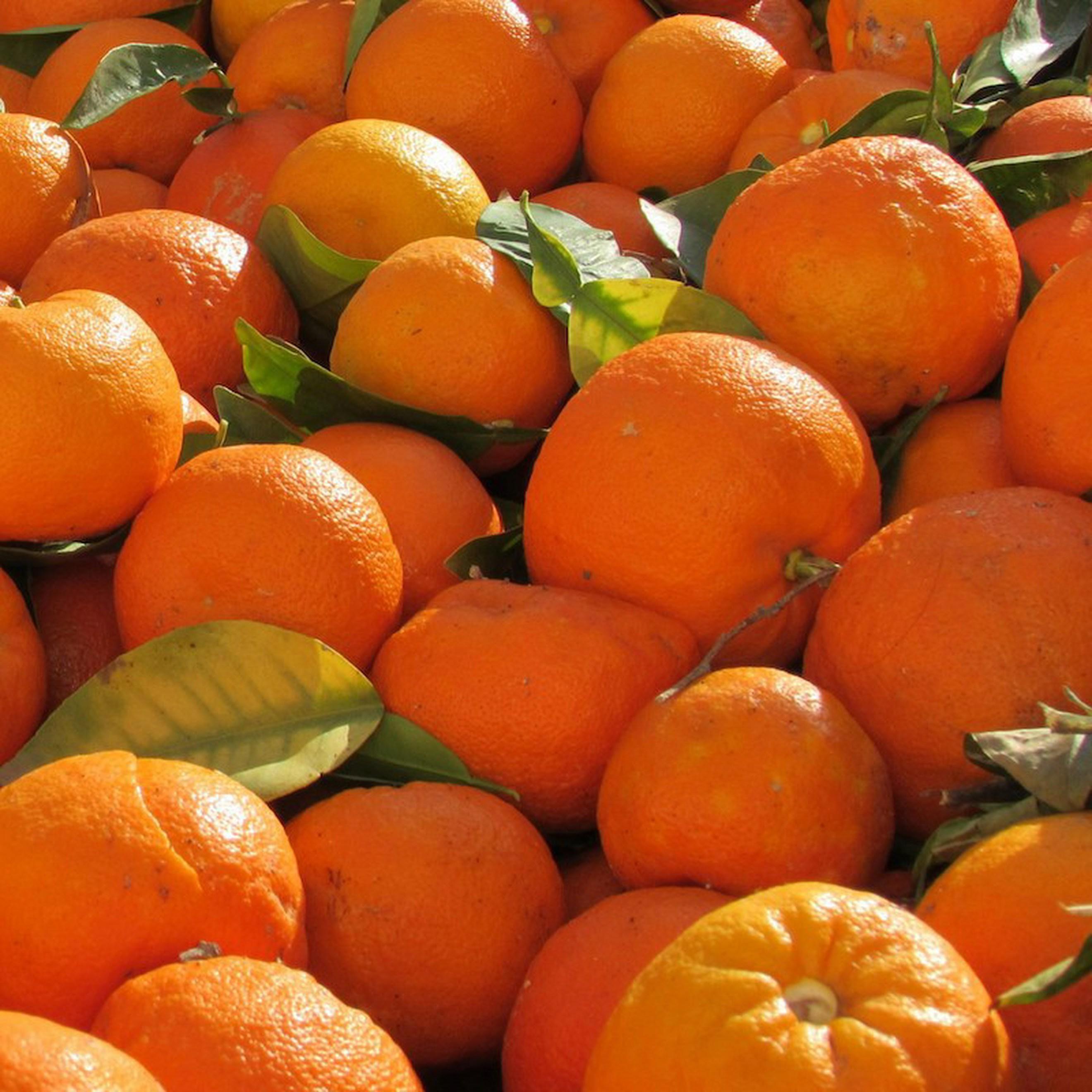Seville Oranges