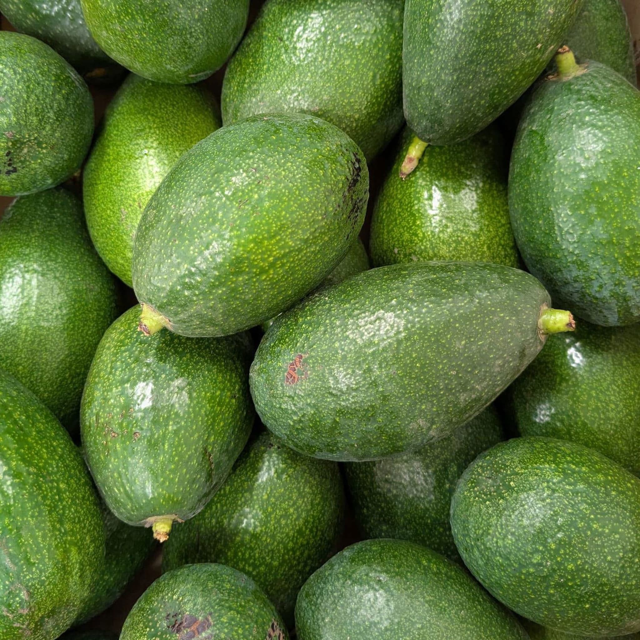 Spanish Avocados