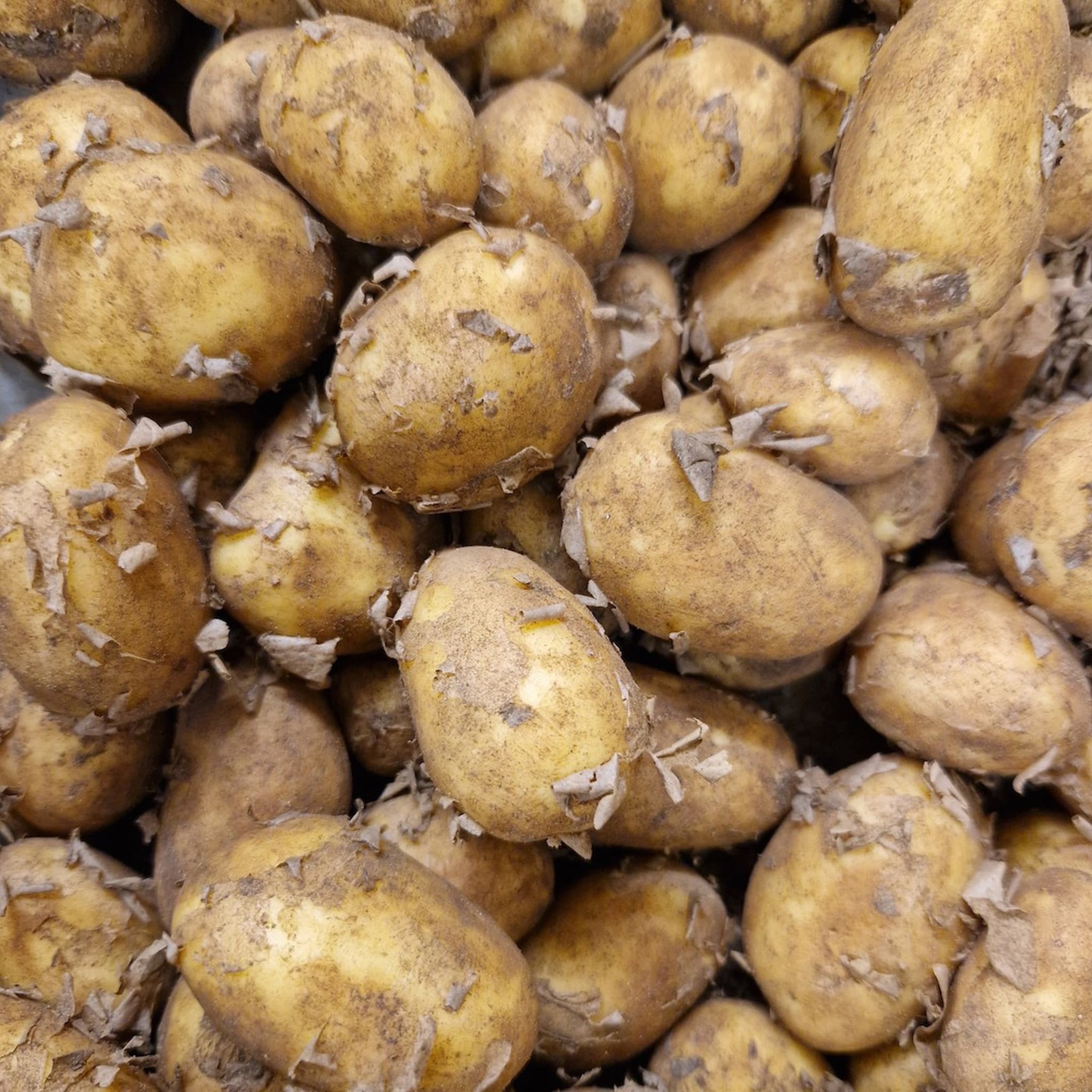 Spuds