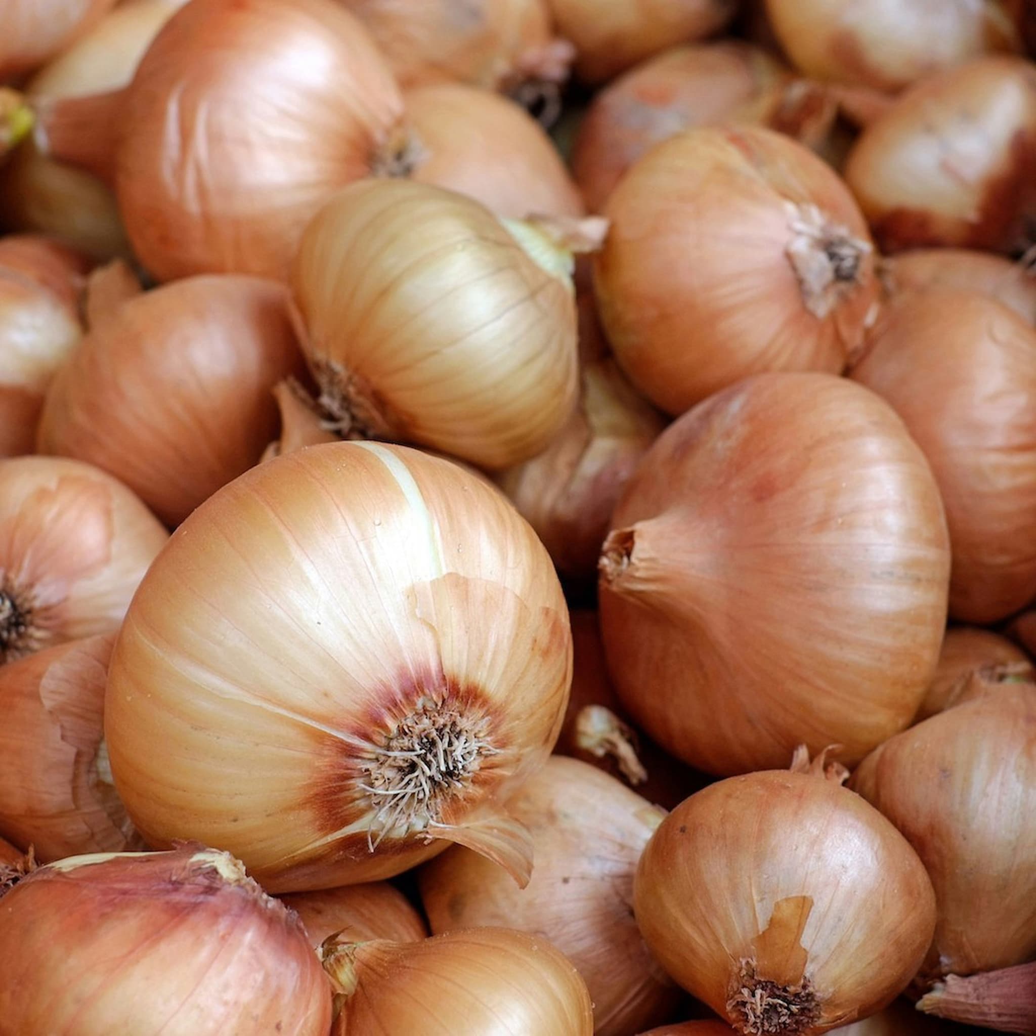 Onions
